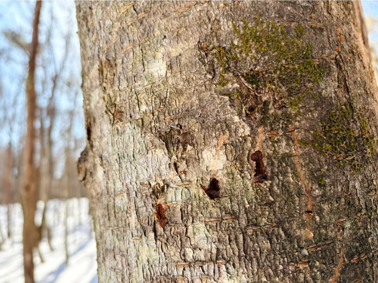 熊が木をのぼるときに幹に引っ掛けた爪痕