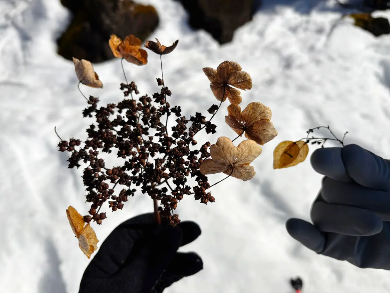 つるあじさいといわがらみのドライフラワー