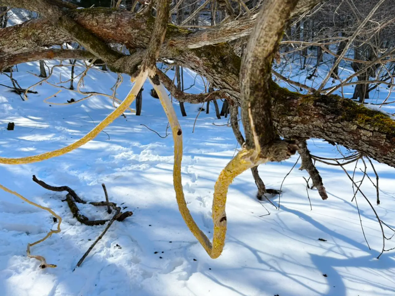 鹿が樹皮を食べた跡