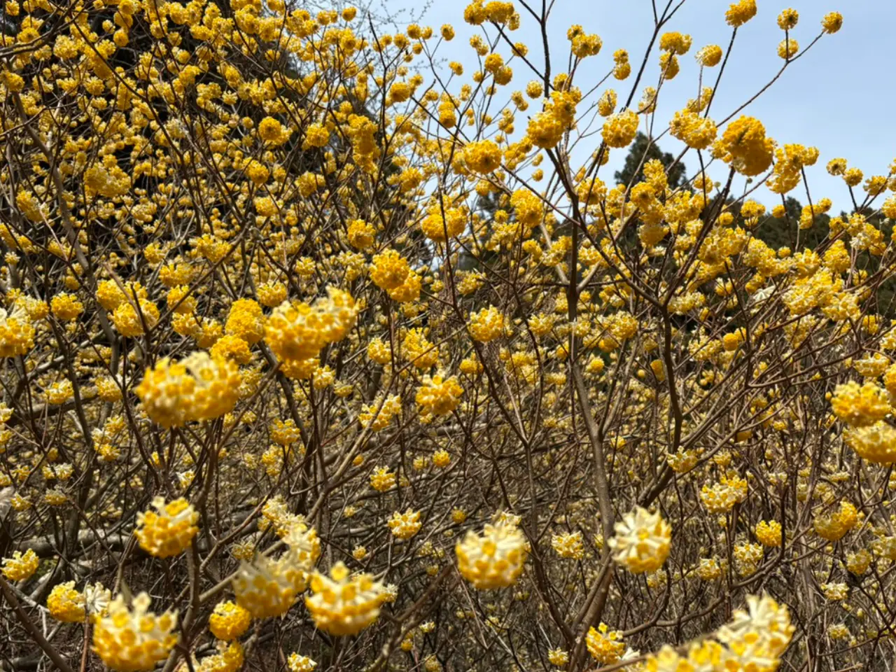 不動尻ミツマタ