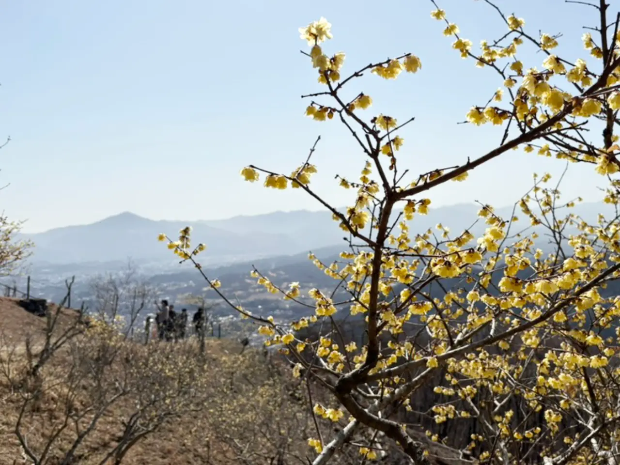 蝋梅と秩父の山々