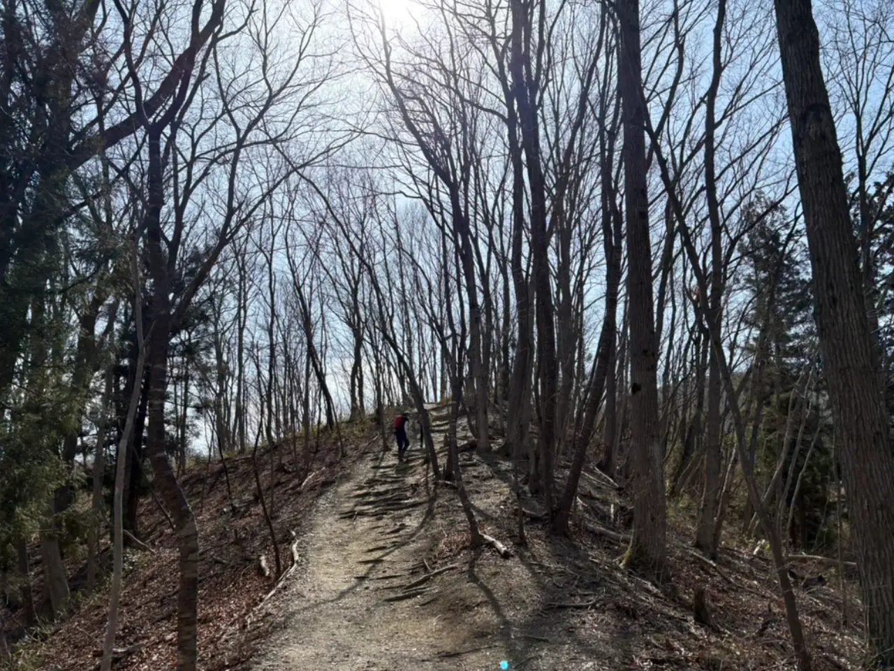 雑木林の登山コース