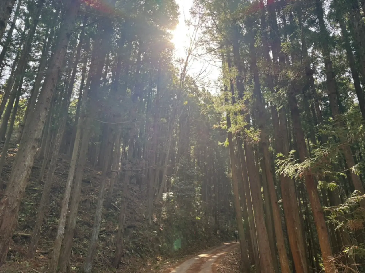 スギ花粉が舞う林道
