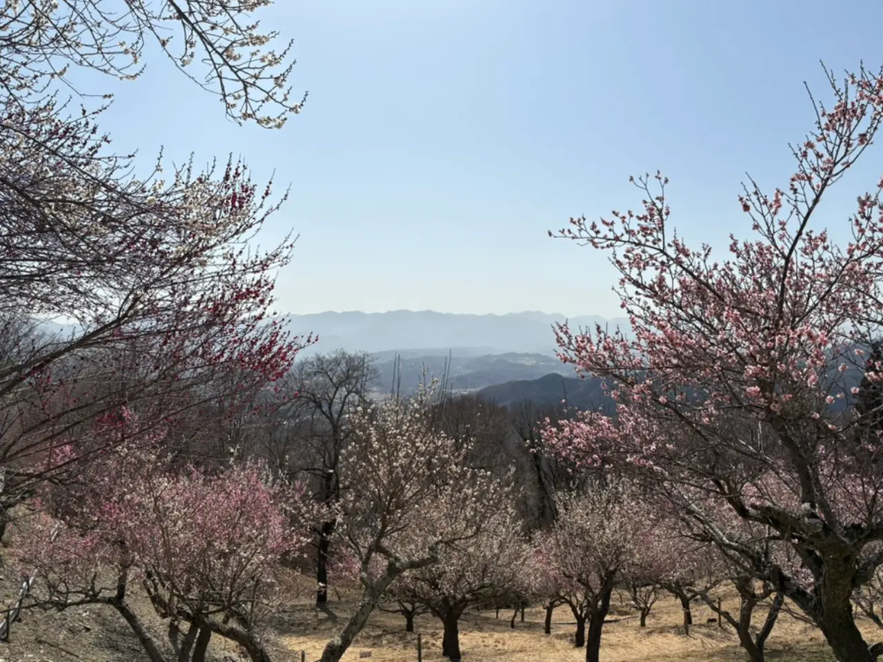 梅林と秩父の山々