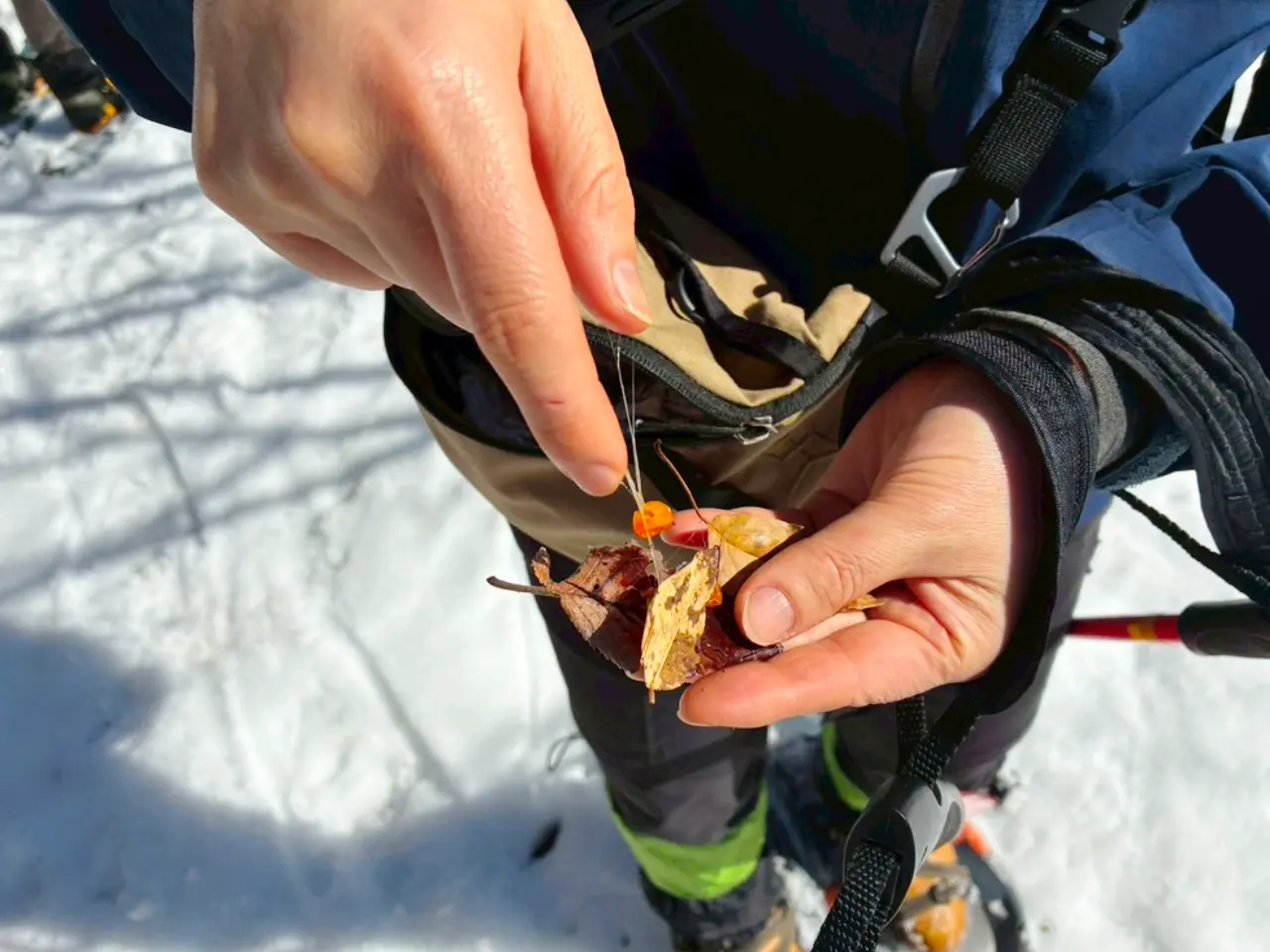 宿木の実を少し割って取り出した粘り成分
