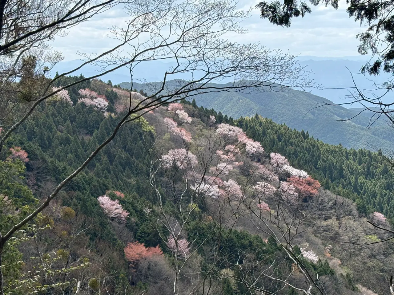 桜のじゅうたん